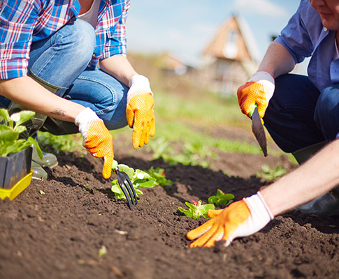 Iniciamos temporada de siembra