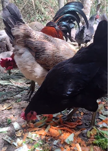Alimentación orgánica