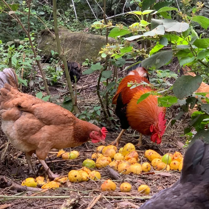 Animales de Granja