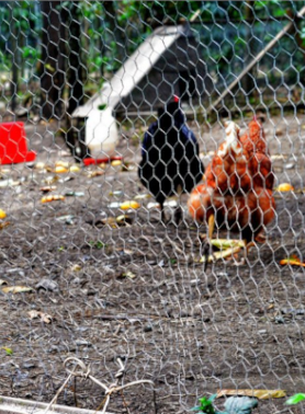 Animales de granja en libertad y armonía